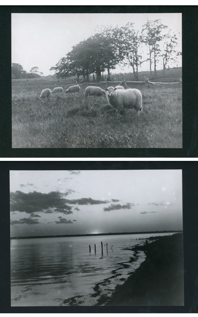 <h3><em>The Sheep Meadow Above Young's Road, Orient</em></em></h3>
<br>
<p><strong>L. Vinton Richard</strong></p>
<p><strong>1913</strong></p>
<br>
<p>The meadow and sheep were owned by Charles L. Young. The photograph was taken on October 13, 1913.</p>
<br>
<br>
<hr>
<br>
<br>
<h3><em>Day's End, Orient</em></h3>
<br>
<p><strong>L. Vinton Richard</strong></p>
<p><strong>1914</strong></p>
<br>
<p>This view from along the shore near Major’s Pond depicts the sunset afterglow, looking across Orient harbor toward the causeway.</p>