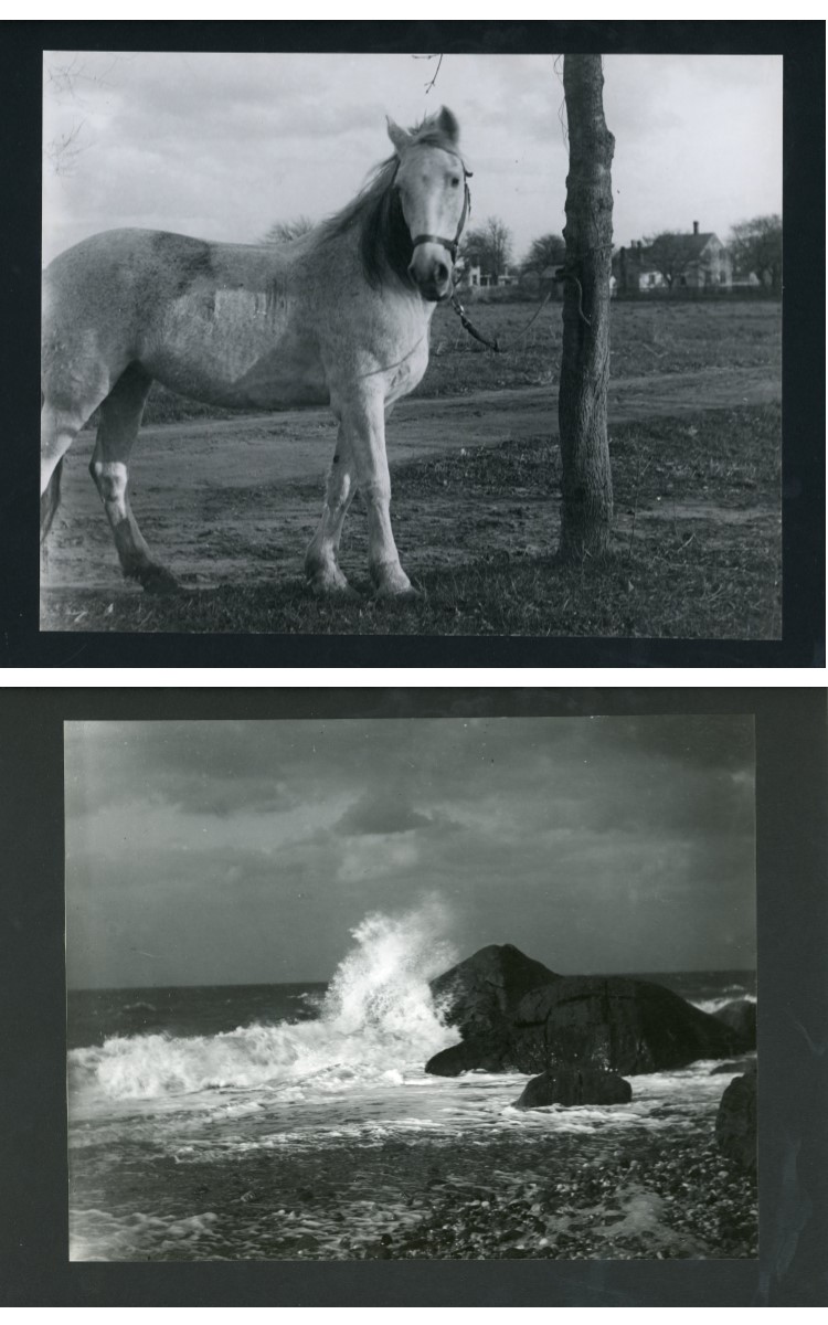 <h3><em>Nellie the Horse</em></h3>
<br>
<p><strong>L. Vinton Richard</strong></p>
<p><strong>Ca. 1915</strong></p>
<br>
<p>Nellie belonged to the photographer’s father, Henry H. Richard.</p>
<br>
<br>
<hr>
<br>
<br>
<h3><em>A Dashing Wave</em></h3>
<br>
<p><strong>L. Vinton Richard</strong></p>
<p><strong>1913</strong></p>
<br>
<p>Taken in October 1913, this photograph was published in <em>Popular Photography</em> magazine in February 1914. The review in that magazine noted that “Orient, New York, is the home of that authority on the photography of surf, William Steeple Davis….” The article goes on to suggest that “Mr. Richard, who, if not a pupil of Mr. Davis’s, has at least worked along similar lines and profited by his articles in <em>American Photography</em>.” In fact, Richard did learn much about photography from his good friend William Steeple Davis who was six years his senior, and they frequently focused on the same subjects depicting the natural beauty of the East End. This photograph was also titled <em>Rocks at Sound Shore</em>.
L.</p>