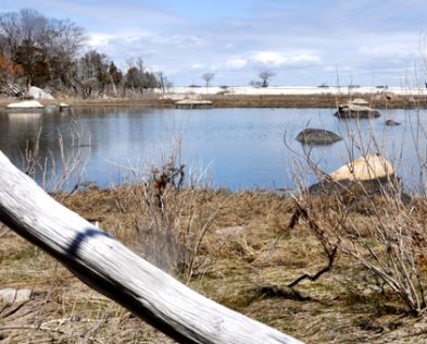 Ruth Oliva Preserve at Dam Pond