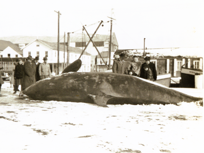 Photo by Roy Latham of an Atlantic Killer Whale on Greenport dock, 1944.