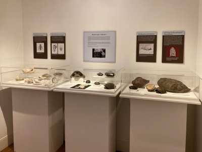 Display of some of Naturalist Roy latham's specimens.